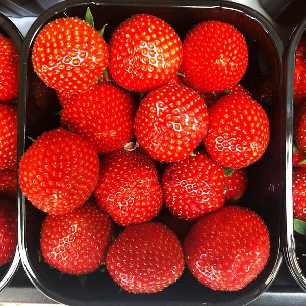 Клубника Греция