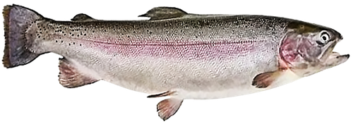 

Форель Лента Fresh неразделанная 300-500 охл вес до 3.0кг