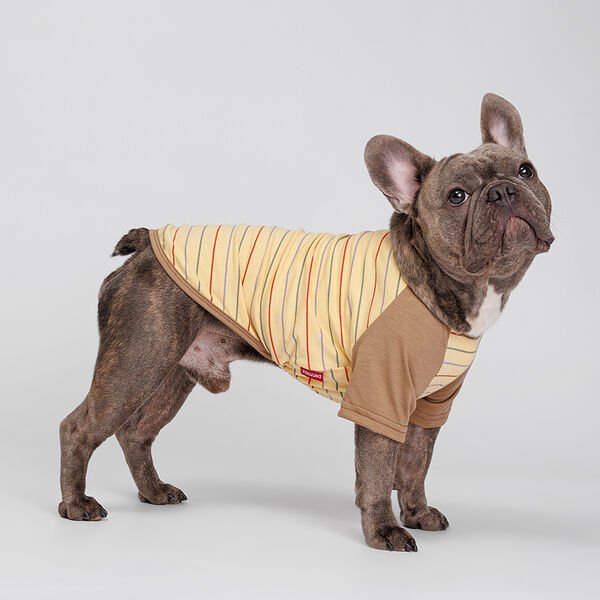 Petmax Футболка желтая в полоску 4XL