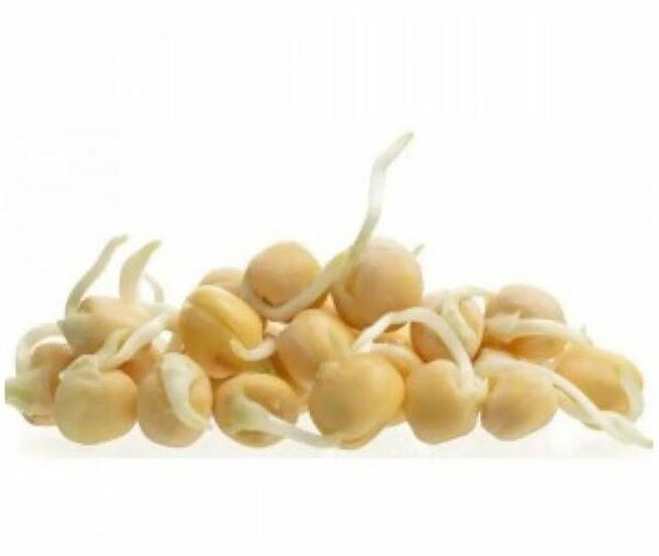 Проростки гороха нут