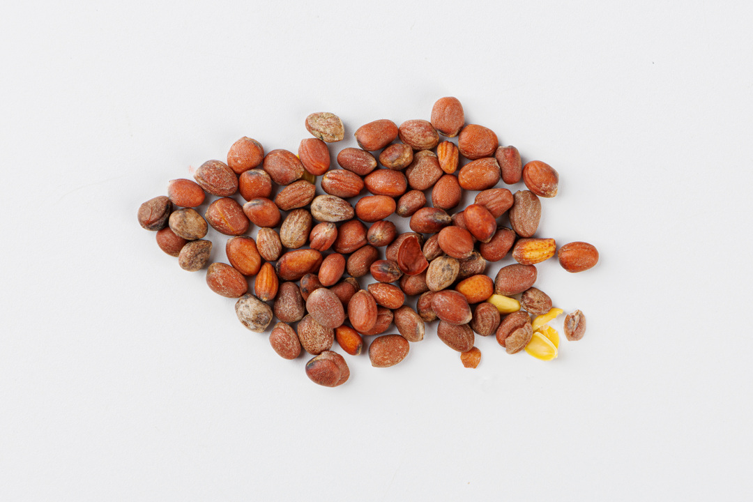 

Семена Поиск Инвест Дайкон Цезарь