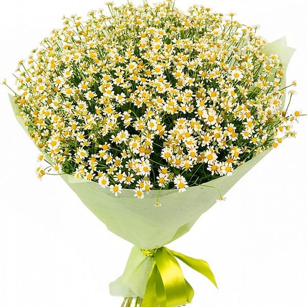 Букет из 25 ромашек