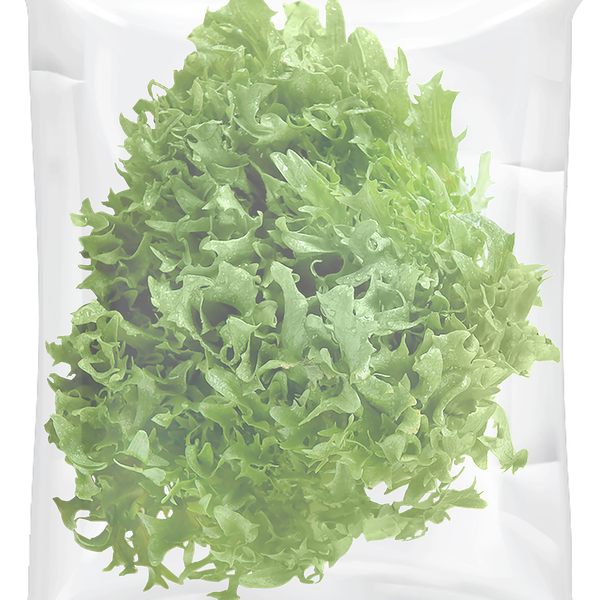 Салат листовой Фриллис