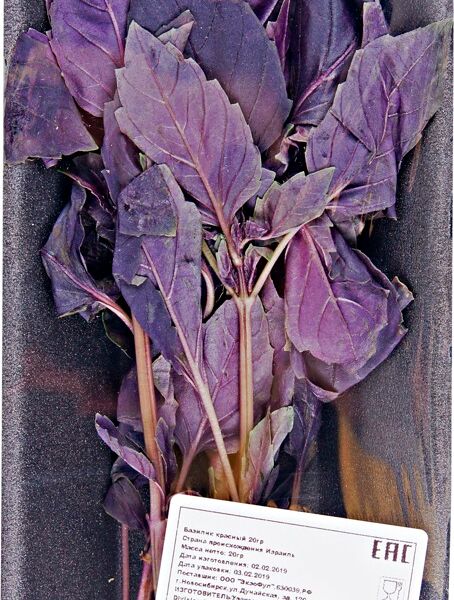 Базилик красный свежий