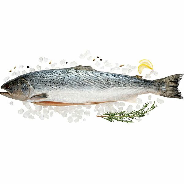 Лосось Чили 2-3 кг потрошеный