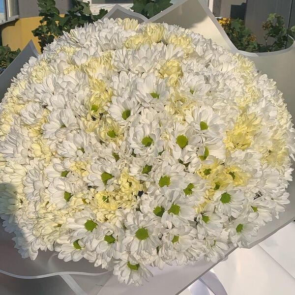 101 Хризантема микс