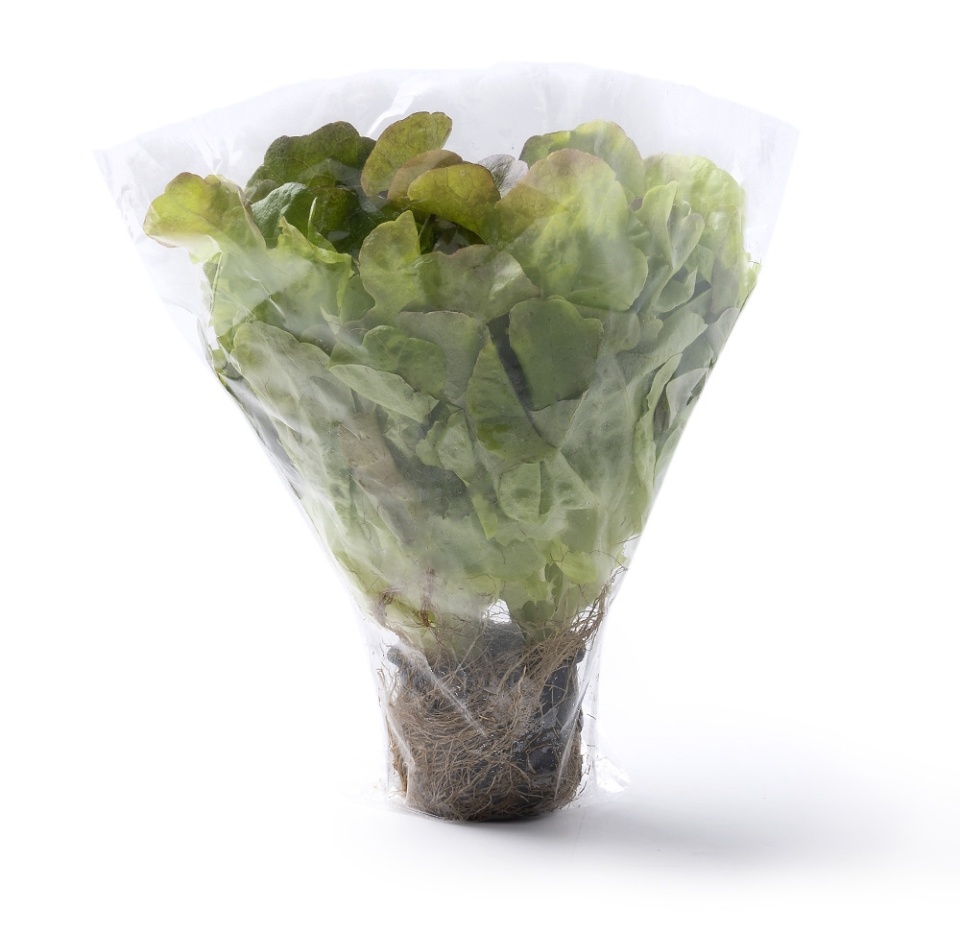 

Салат дуболистный красный "Мое Лето", Россия 110 г