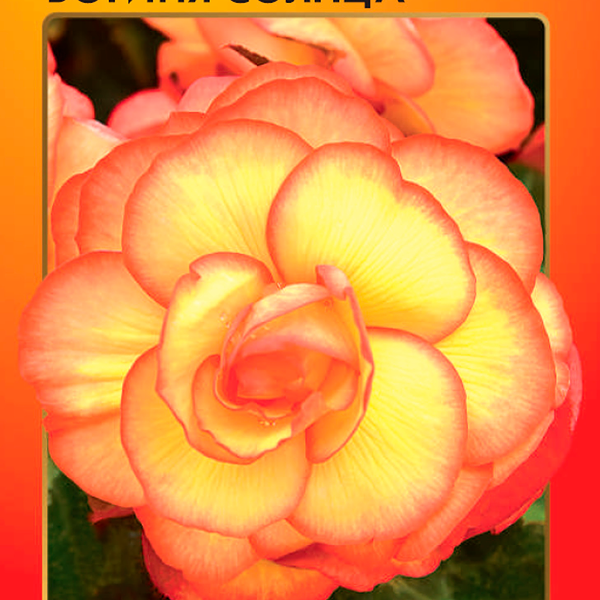 Семена РУССКИЙ ОГОРОД Бегония клубневая Богиня солнца F1, 5шт