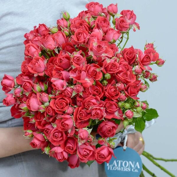 Вишня Хеопс карми букет розы