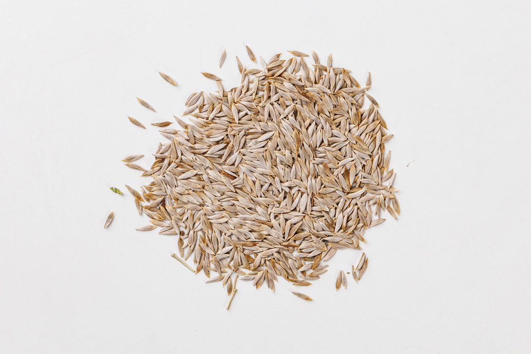 

Семена Поиск Салат Задор