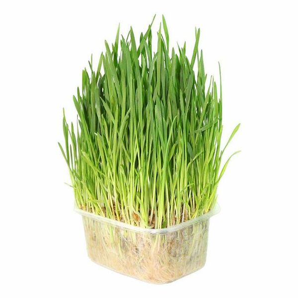 Травка для кошек пророщенная новая