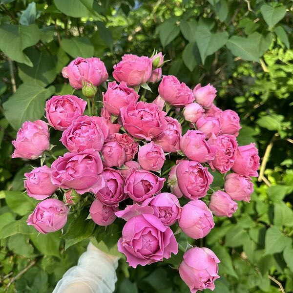 Монобукет из пионовидной розы