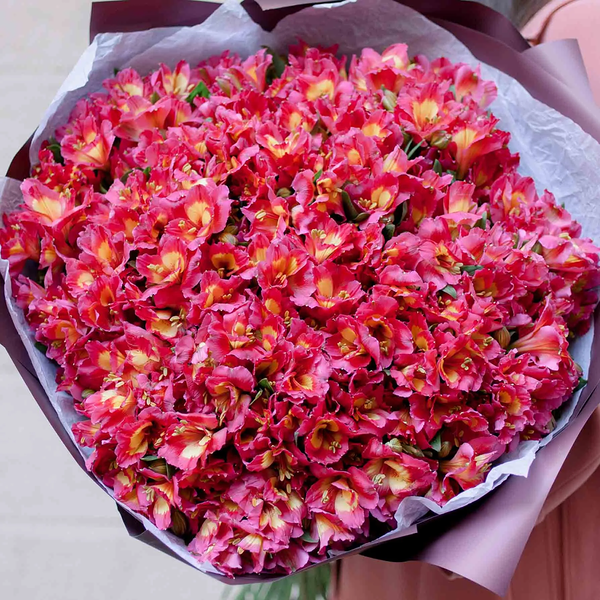 Букет из 51 ярко-розовой альстромерии в бордовой пленке