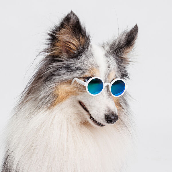 Очки Rurri для кошек и собак в цвете