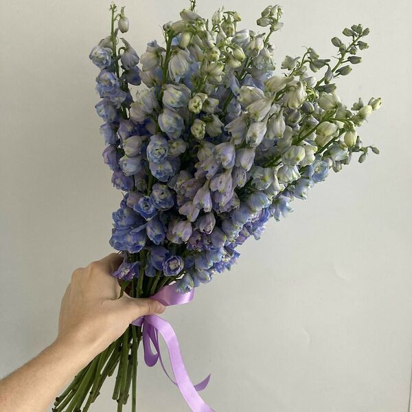 19 дельфиниумов