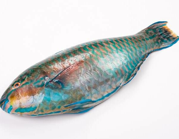 Попугай охлаждённый