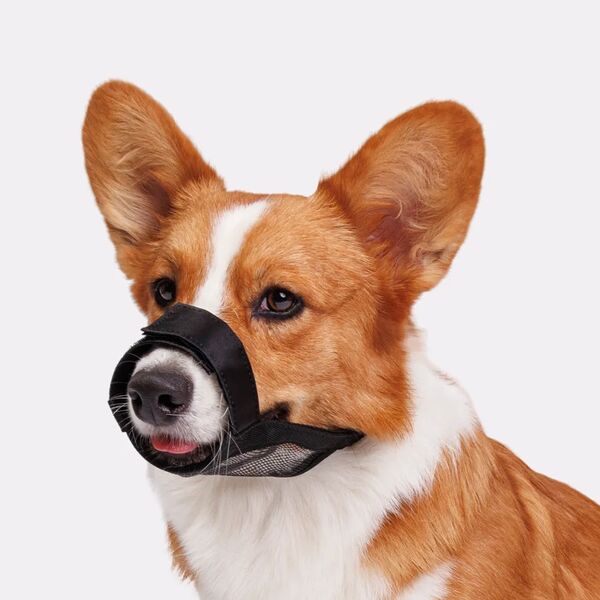 Намордник Rungo нейлоновый для собак, M, черный