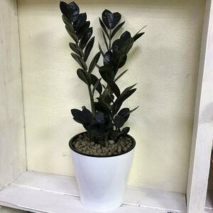 Замиокулькас