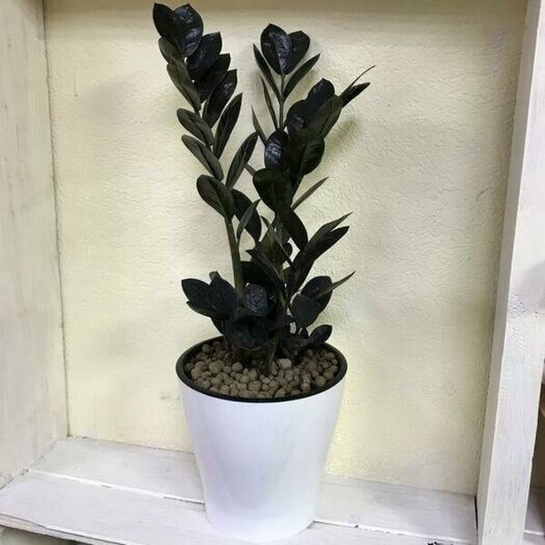 Замиокулькас