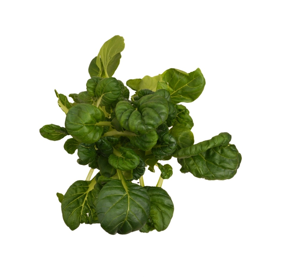 

Пак-чой iFarm в горшочке 100 г