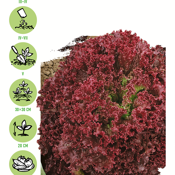 Семена УДАЧНЫЕ СЕМЕНА Салат листовой Лолло Росса, бордовый