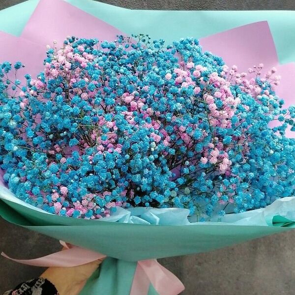 Гипсофила аквамарин