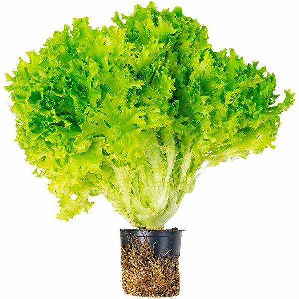 Салат Кудрявый в горшке, 1шт