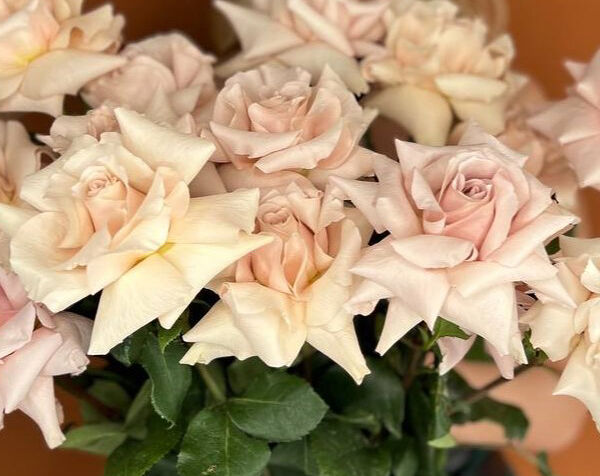 Букет из французских роз