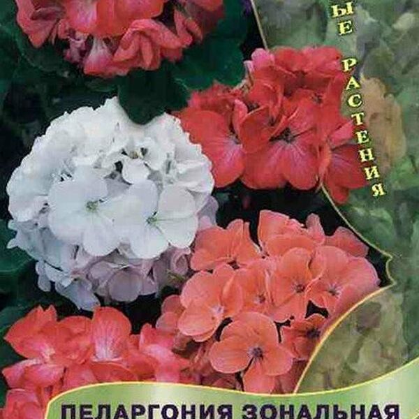 Семена Пеларгония Зональная люстра микс 5 шт ТМ Поиск