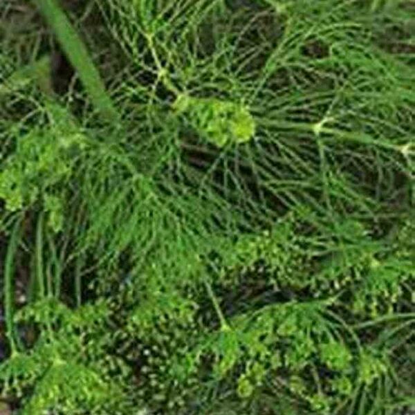 Укроп Иней Гавриш Заморозь