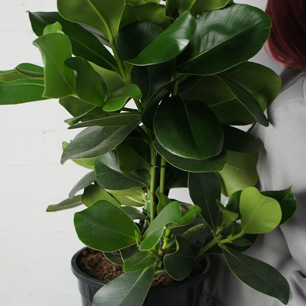 Клузия средняя