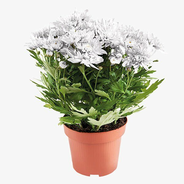 Цветы в горшках. Хризантема микс