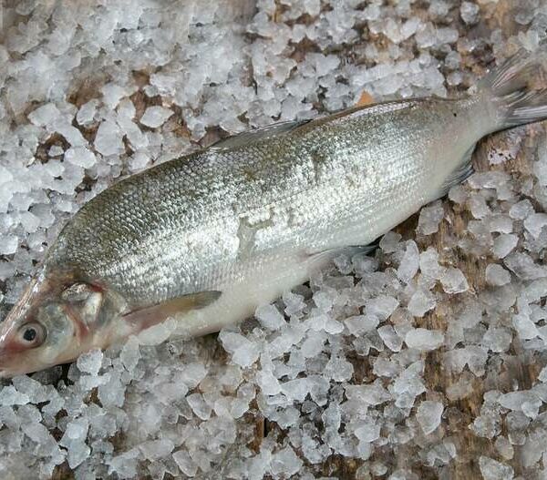 Сиг охлаждённый Сиванский потрошённый