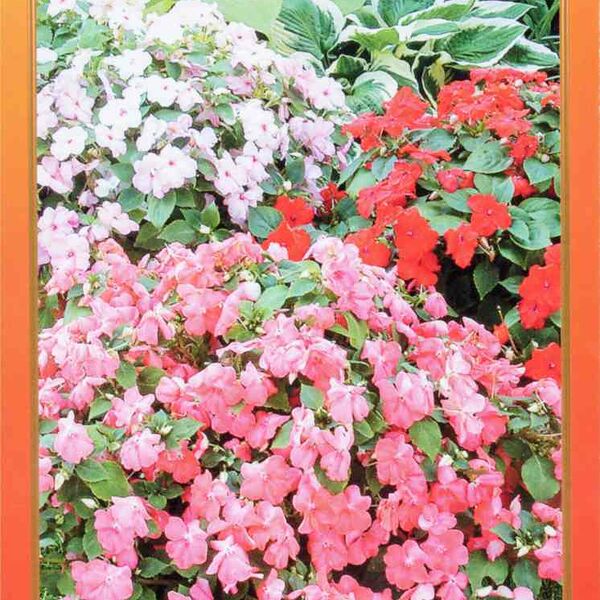 Бальзамин F1 Канди Русский Огород семена, 10 шт.