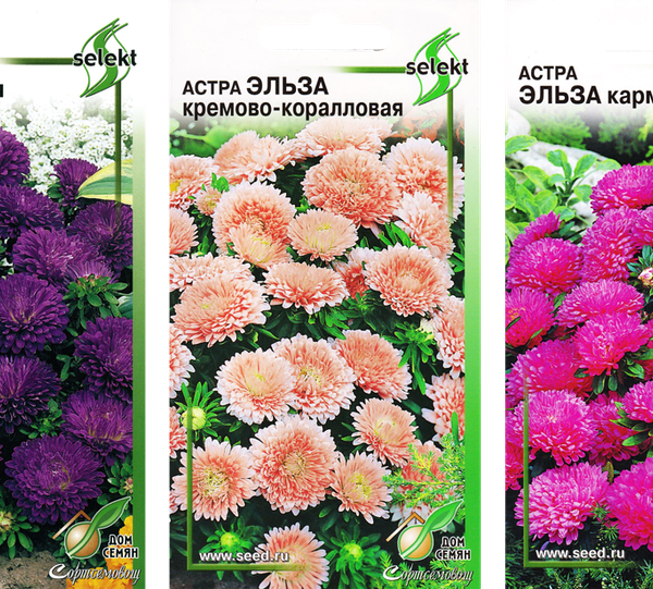 Семена ДОМ СЕМЯН Астра для обсадки Эльза, в ассортименте