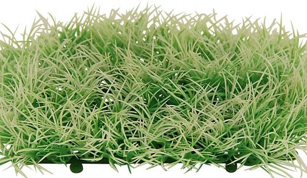 Растение Laguna 