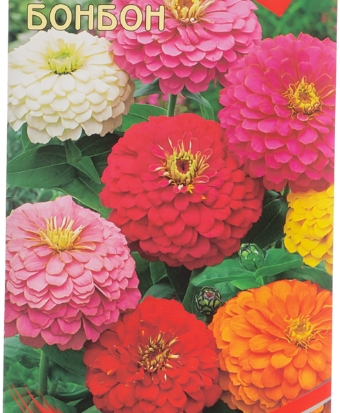 Семена ДОМ СЕМЯН Циния Бонбон