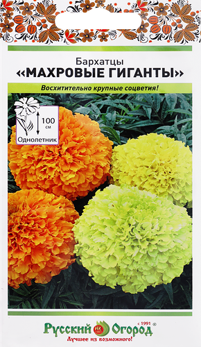 Цветы бархатцы