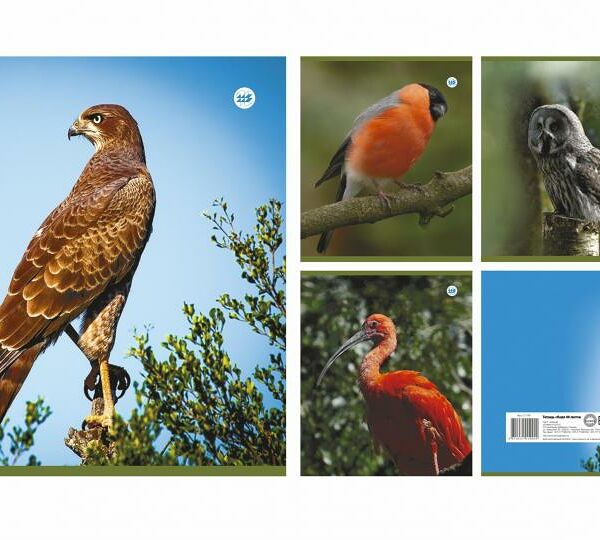 Тетрадь общая клетка 96л серия Птицы №138-23