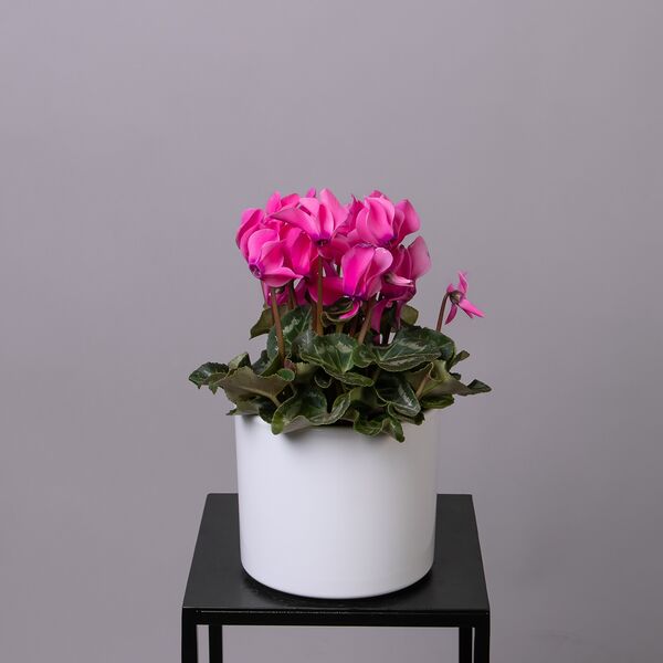 Цикламен Розовый (D-12, Н-30)