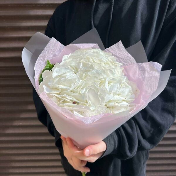 Белая гортензия