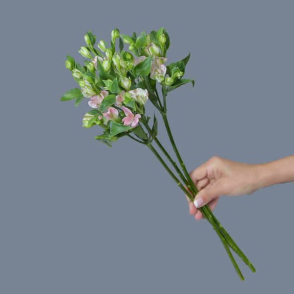 Альстромерия Charmelia 3ст