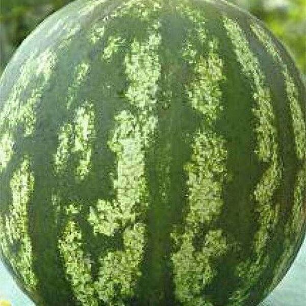 Семена Арбуз Кримсон вондер ТМ Поиск