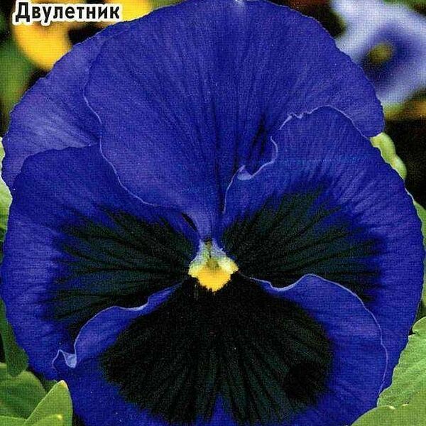 Семена Виола Криница ТМ Удачные семена