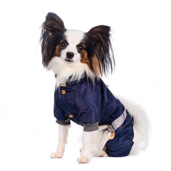 Комбинезон с поясом для собак XL синий (унисекс)