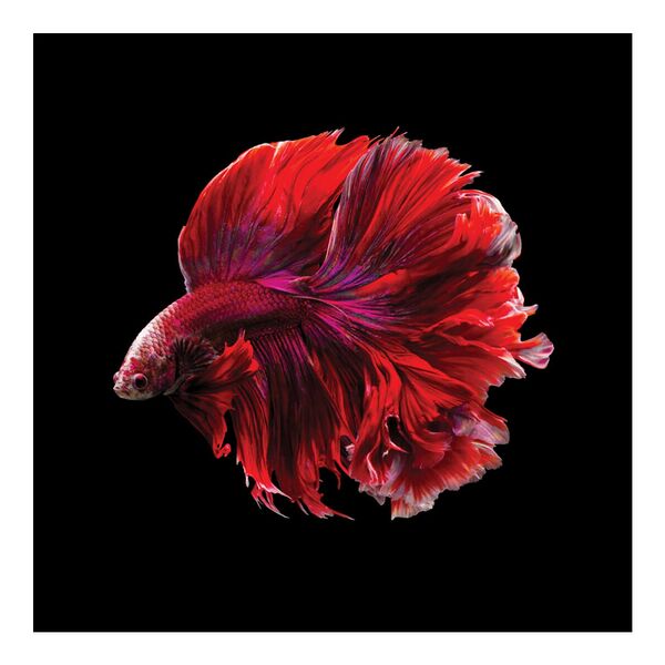 Картина на стекле Сиамская красная рыбка, 40х40 см