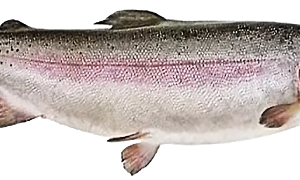 Форель неразделанная 1-3 кг (из мороженого сырья) Лента Fresh полуфабрикат до 0.8-2 кг