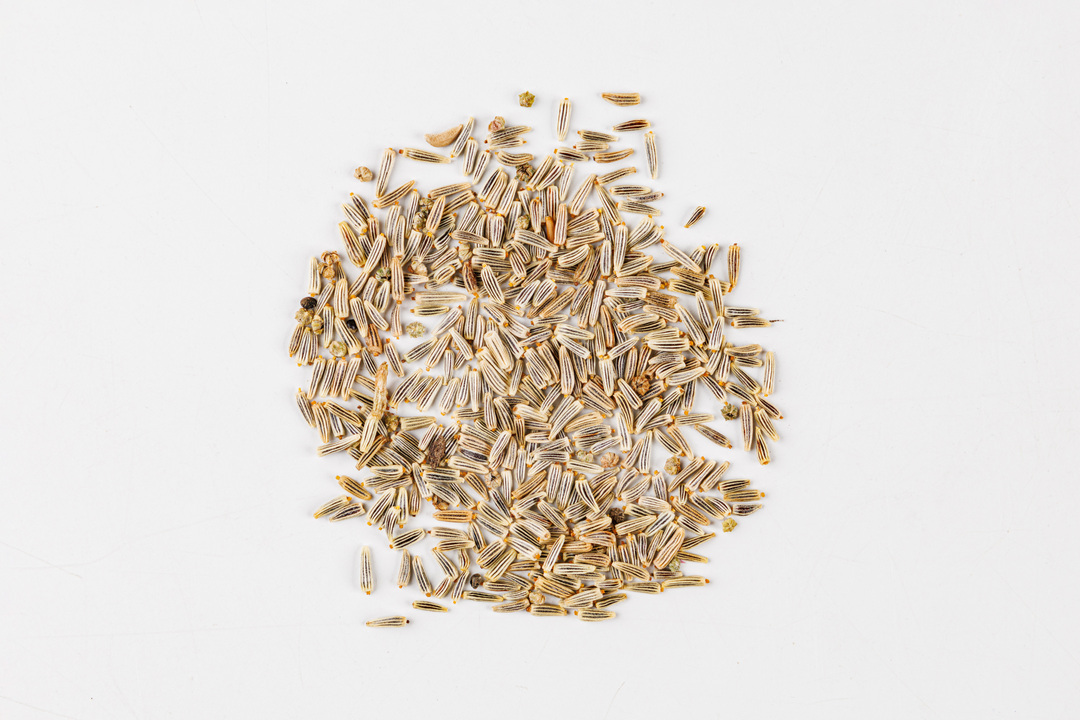 

Семена Поиск Нивяник крупный Аляска 0.5 г