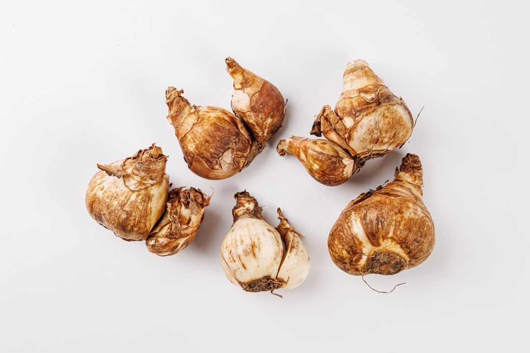 

Луковицы Нарцисс крупнокорончатый "Слим Витмэн" в капере 5 шт.