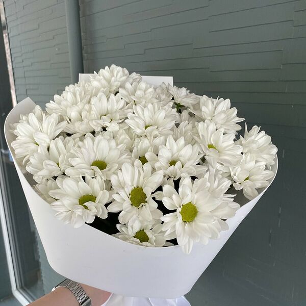 Хризантема ромашка